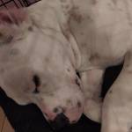 Yvette Butler-Yeboah Profile Picture