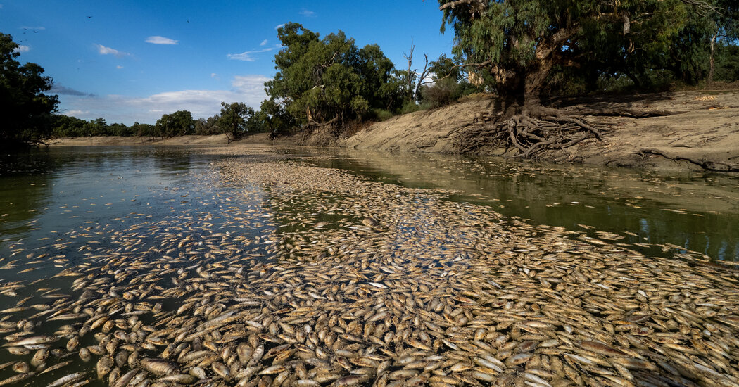 An Australian River Choking on Fish Corpses, and a Community Full of Anger - HCNTimes.com