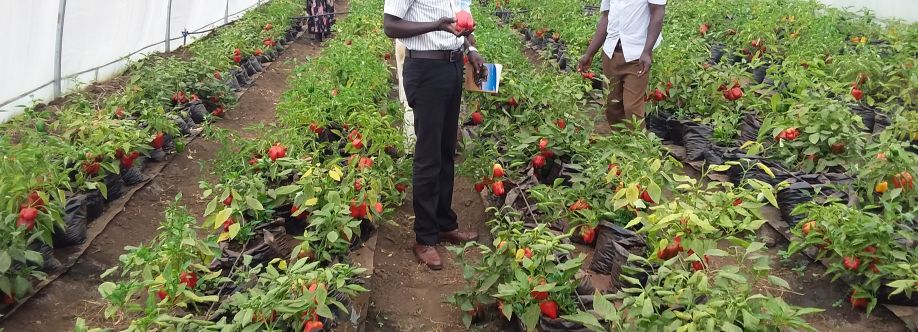 Okello David Cover Image