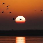 Isac Quitzon Profile Picture