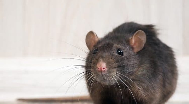 Eco-Friendly Rat Removal Box Hill for Sustainable Pest Control Solutions - BIP ATL NEWS