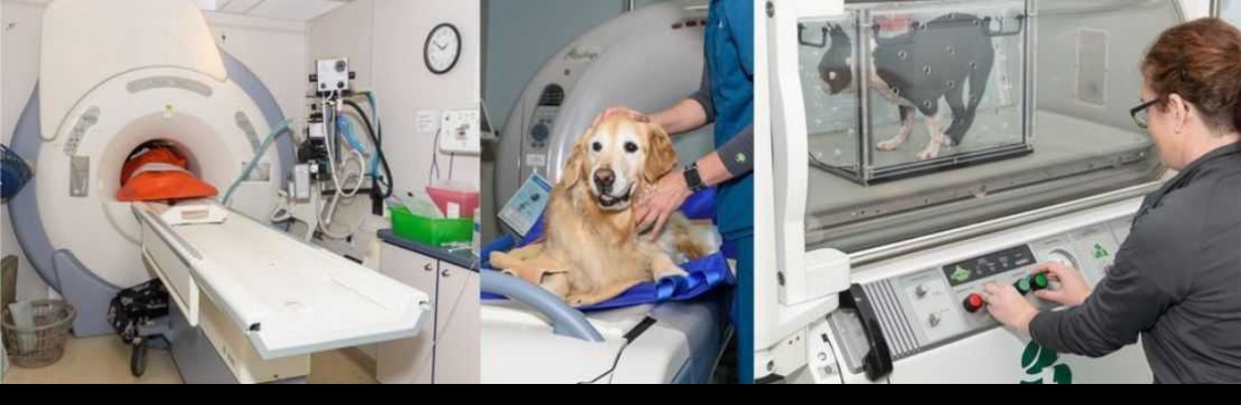 Veterinary Neurology And Imaging of the Chesapeake Cover Image