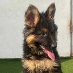 WILFRIED BRUEL YOUMESSI Profile Picture