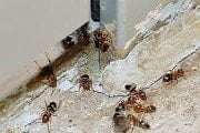 Residential Pest Control Perth, Expert Home Pest Removal Services