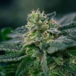 Weed Delivery in Kitchener Profile Picture