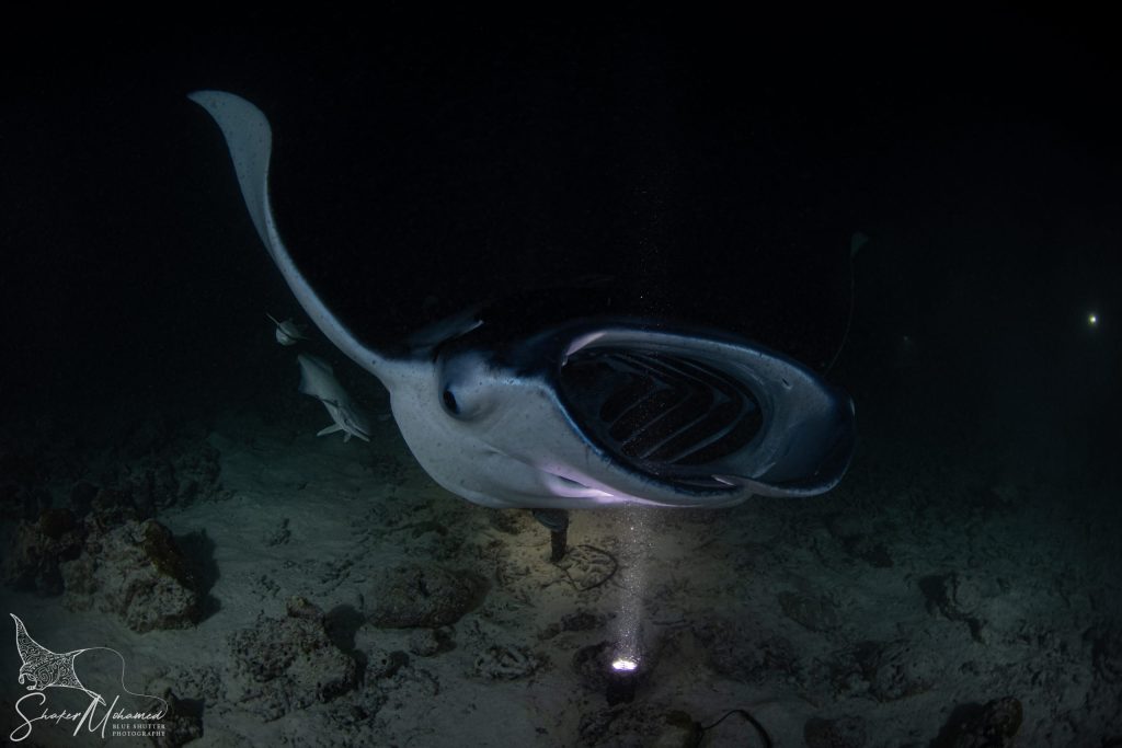 Moonlight and Mantas: Diving After Dark in the Maldives - travel