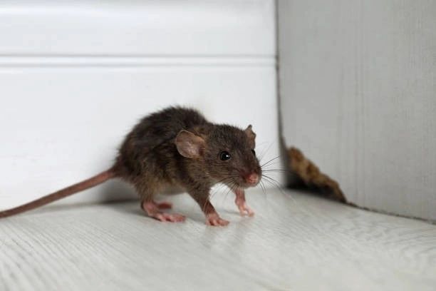 Rodent Control Tips to Protect Restaurants and Offices Safely
