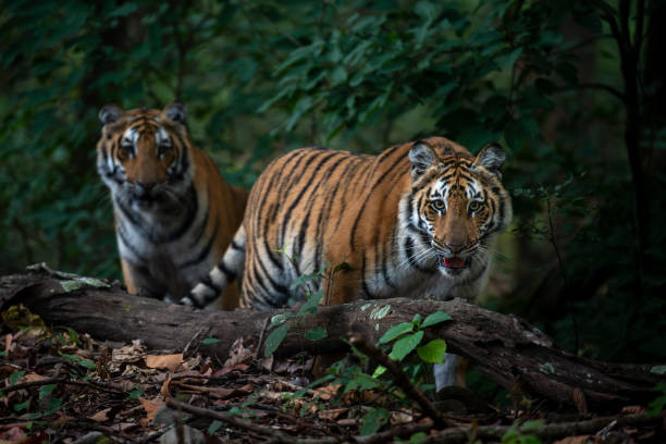 clanstays India Profile Picture