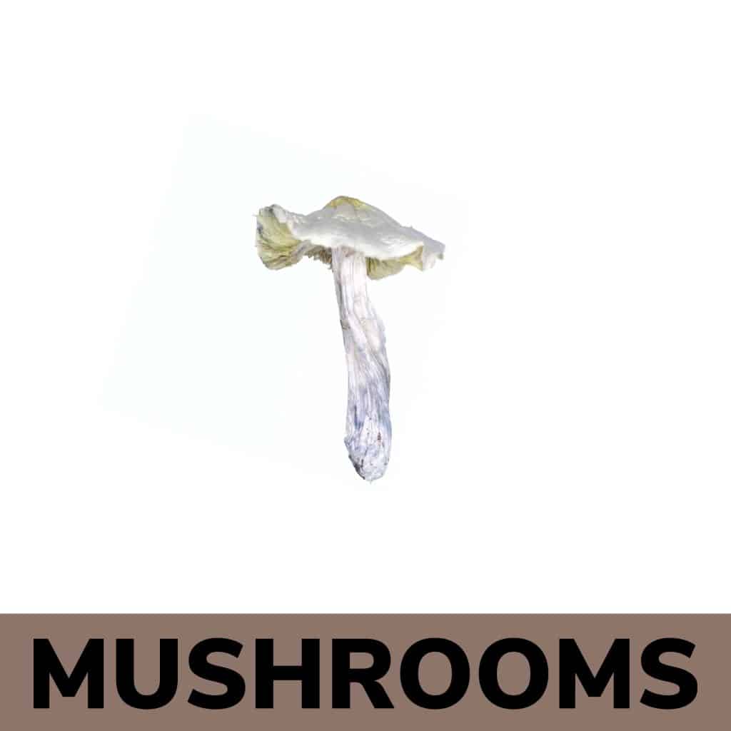 Mushrooms Online in Canada – Explore Quality Shrooms with Ease