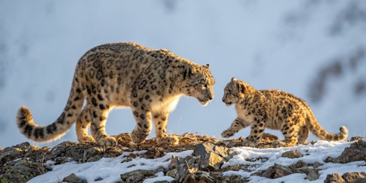 Tour Photography: Capturing Exceptional Images Through Expert-Led Photography Adventures and Wildlife Experiences