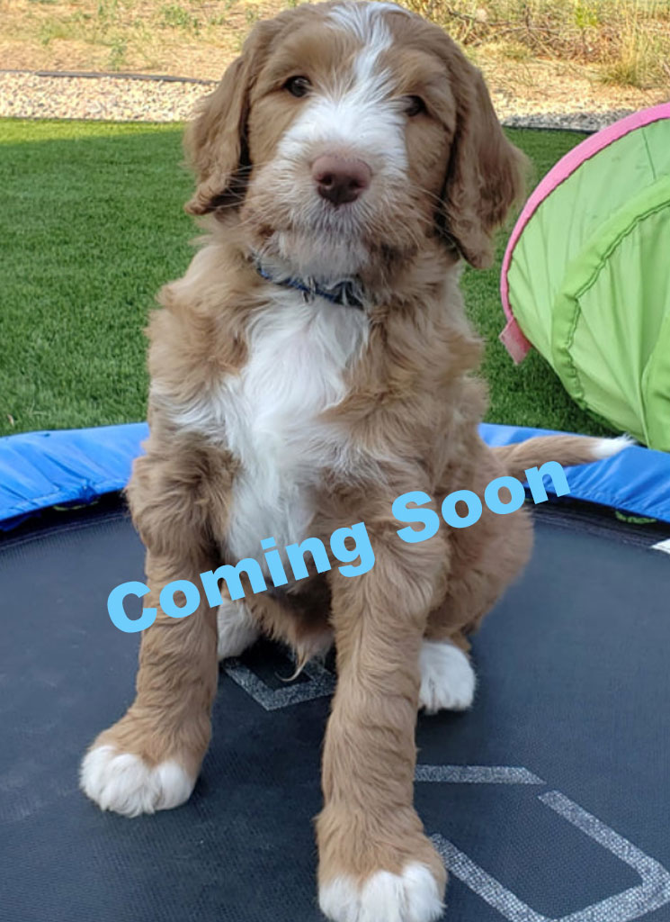 Standard and Socialized Labradoodle Puppy for Sale in BC