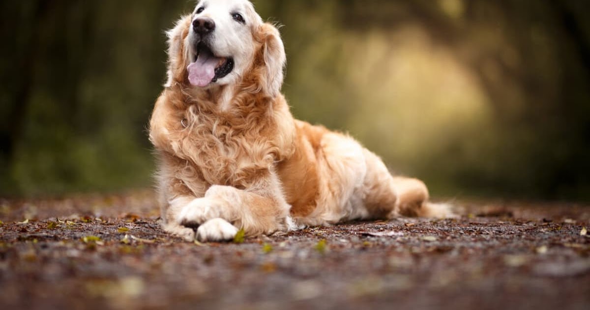 From Ground to Car: A Complete Dog Loading Ramp Guide