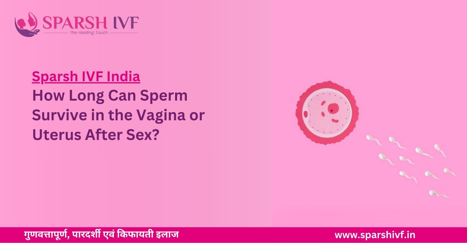 How Long Can Sperm Survive in the Vagina or Uterus After Sex?