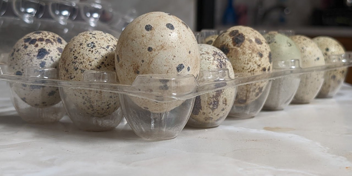 Combien d’œufs pond une caille par jour ? Guide détaillé