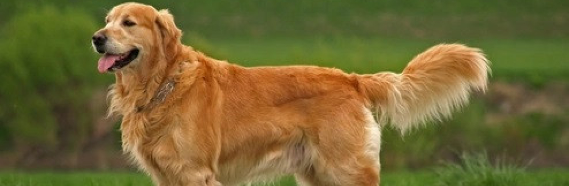 Ashton Perrett Cover Image