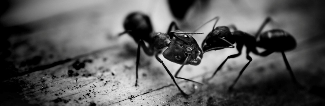 Ant Pest Control Melbourne Cover Image
