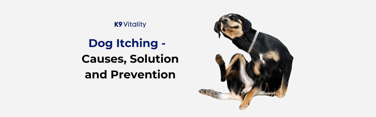 Dog Itching: Causes, Solutions, Prevention