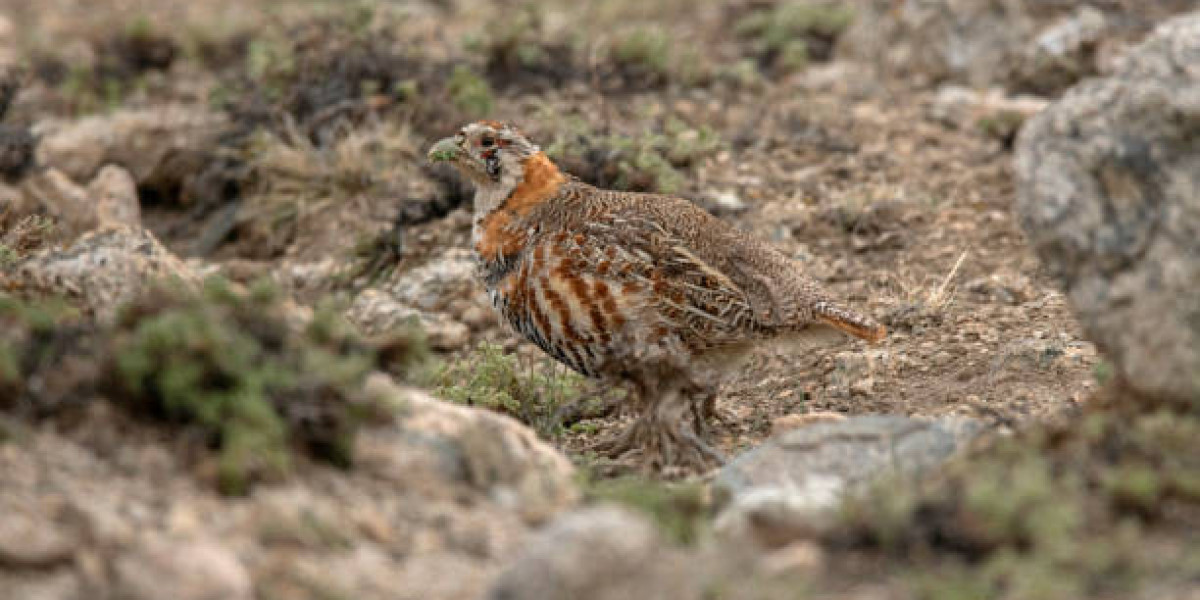 Environmental Benefits Fueling Feather Meal Market Expansion