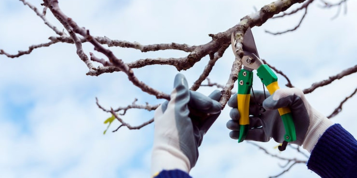 What Do Tree Care Services Houston Homeowners Actually Need Year-Round?