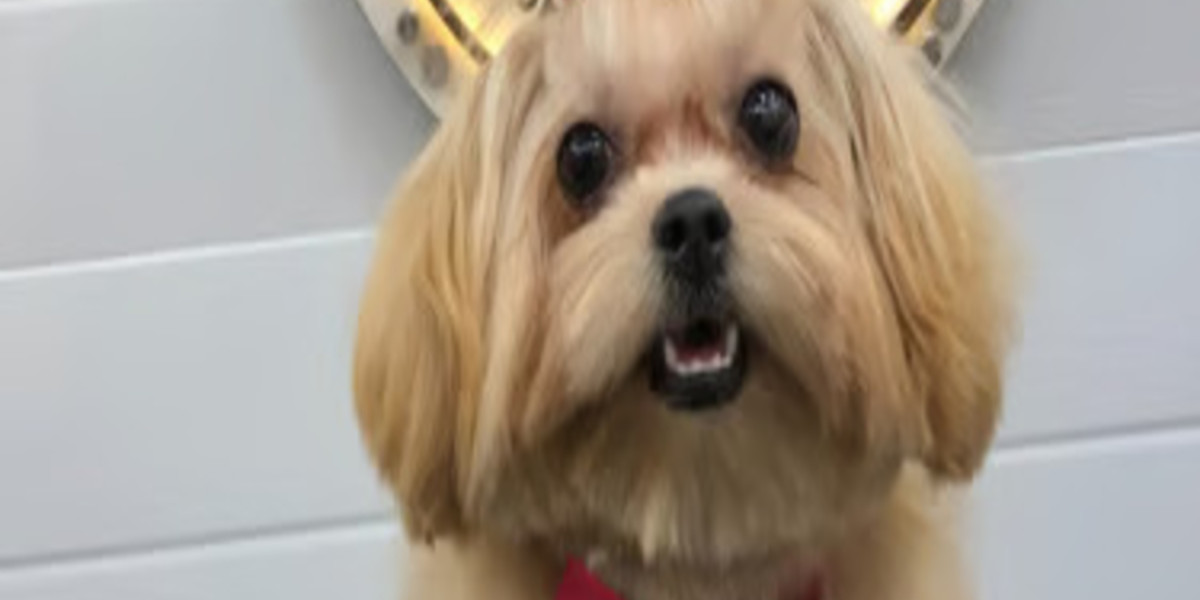 At-Home Mobile Pet Grooming Services in Doha