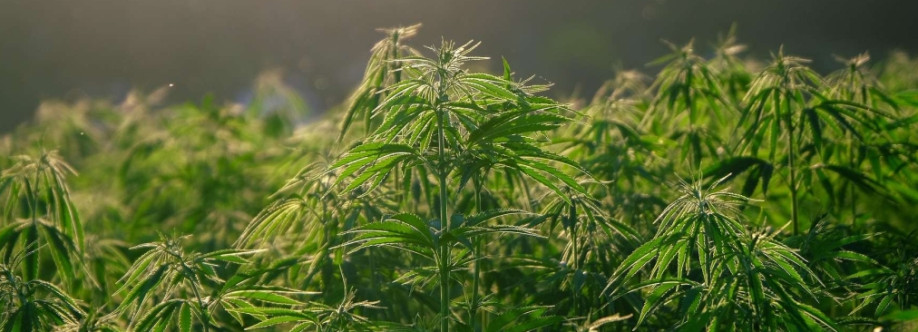 Tonik Cannabis Cover Image