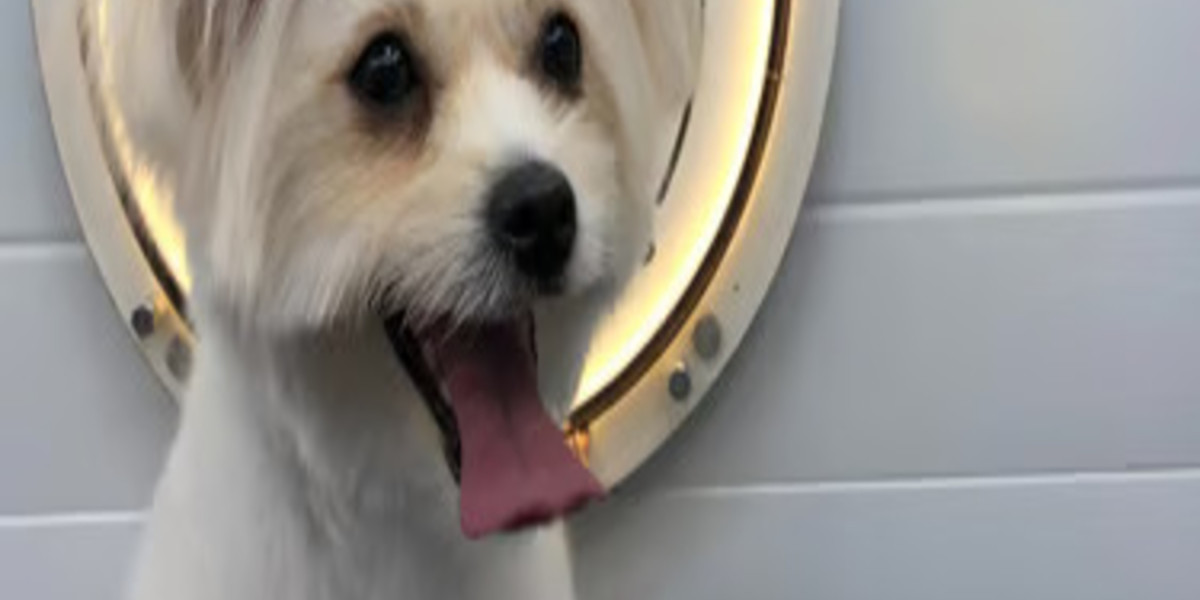 Professional Mobile Pet Grooming Services in Qatar You Can Trust