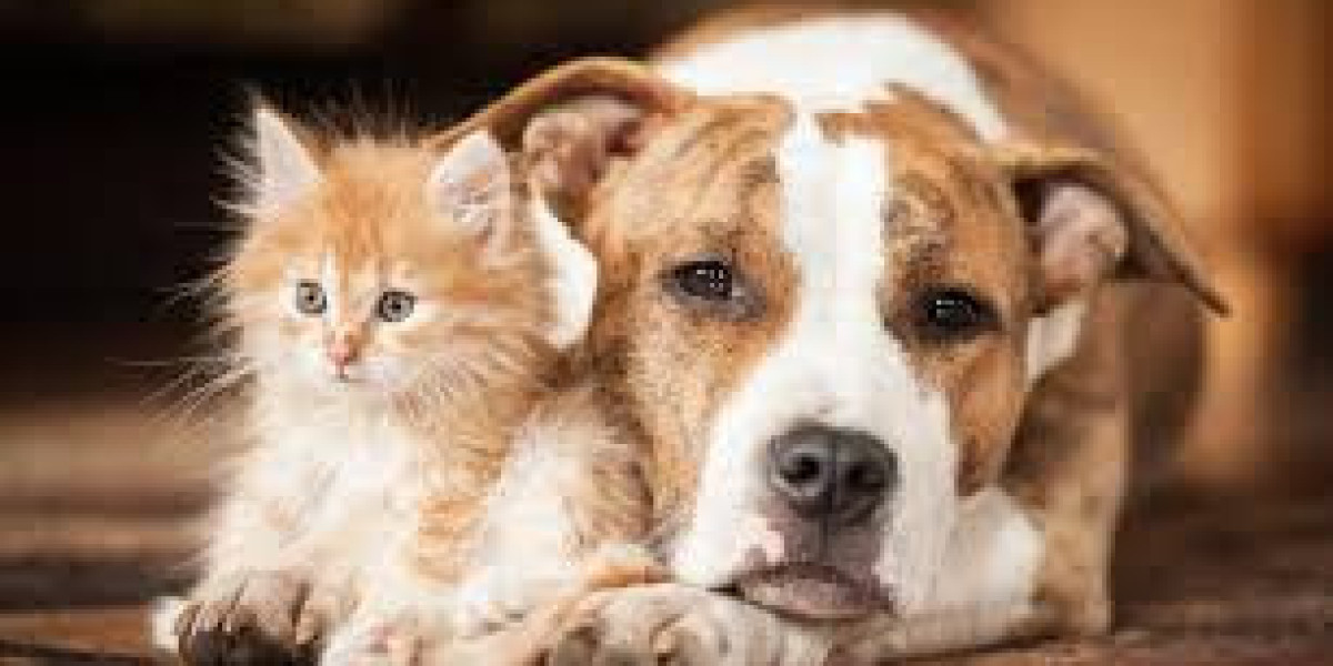 Effective Dog Weight Loss Plan: Keep Your Furry Friend Healthy