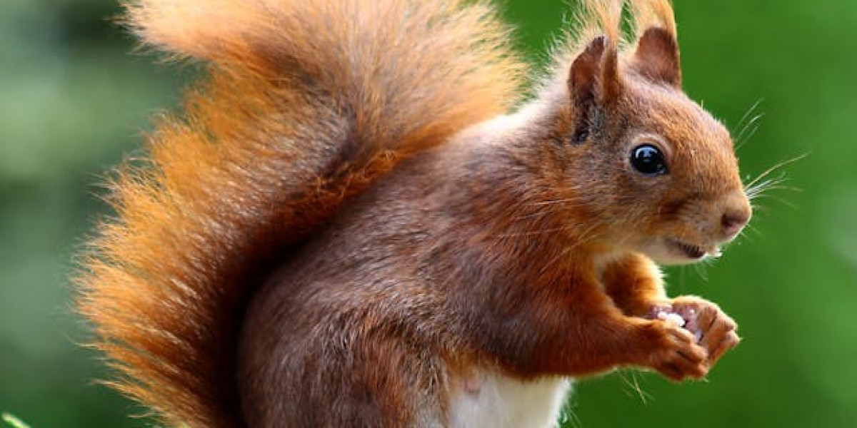 How Can You Get Permanent Results From Squirrel Control