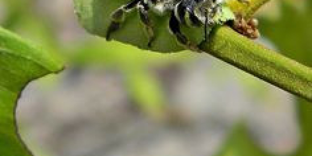 From Hidden Nests to Urban Invaders: Advanced Pest and Bee Control in Epping and Melbourne