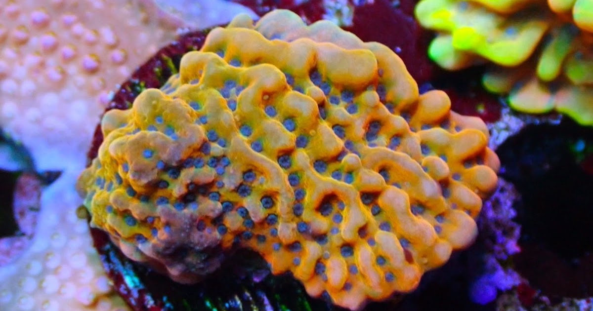 Discover colorful corals available online