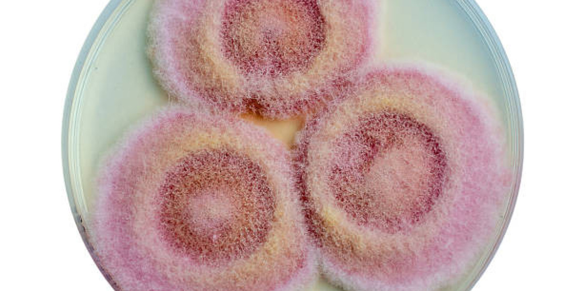 Why Dextrose Is Widely Used in Food Processing Industries