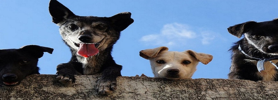 Peace of Mind Pet Care Collective Cover Image