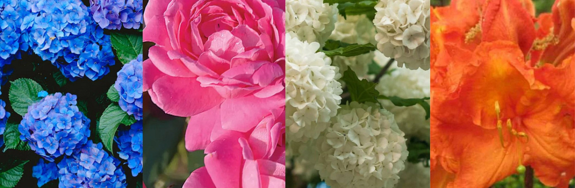 Pixies Gardens Cover Image