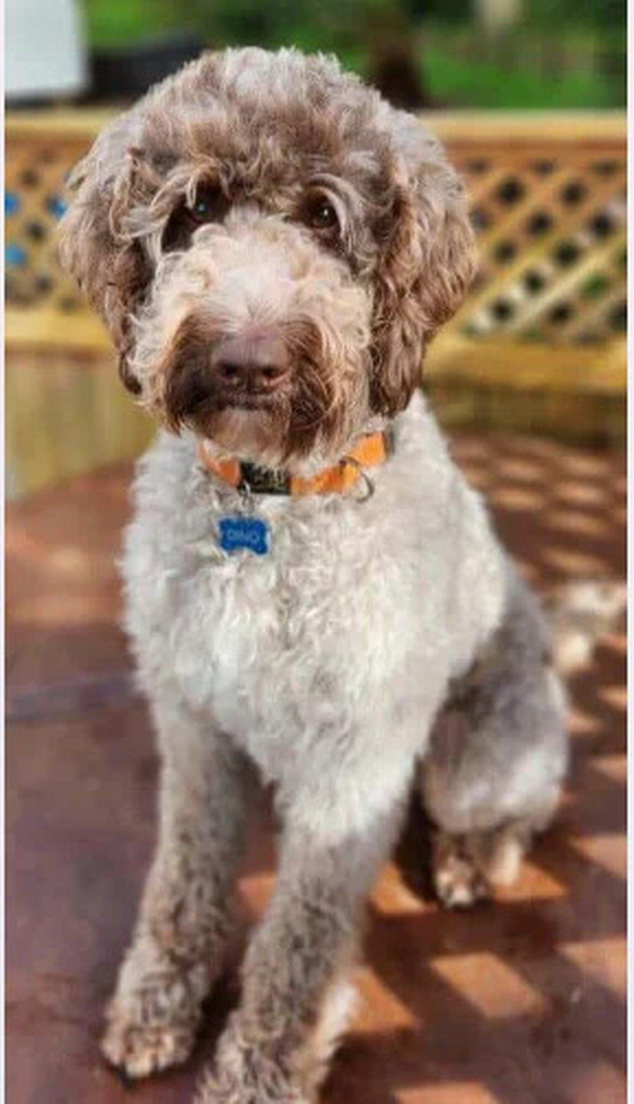 Why Ethical Stud Programs Matter When Searching for Available Labradoodle Puppies? | Articles | itsadoodlek9service | Gan Jing World - Technology for Humanity | Video & Movie Streaming