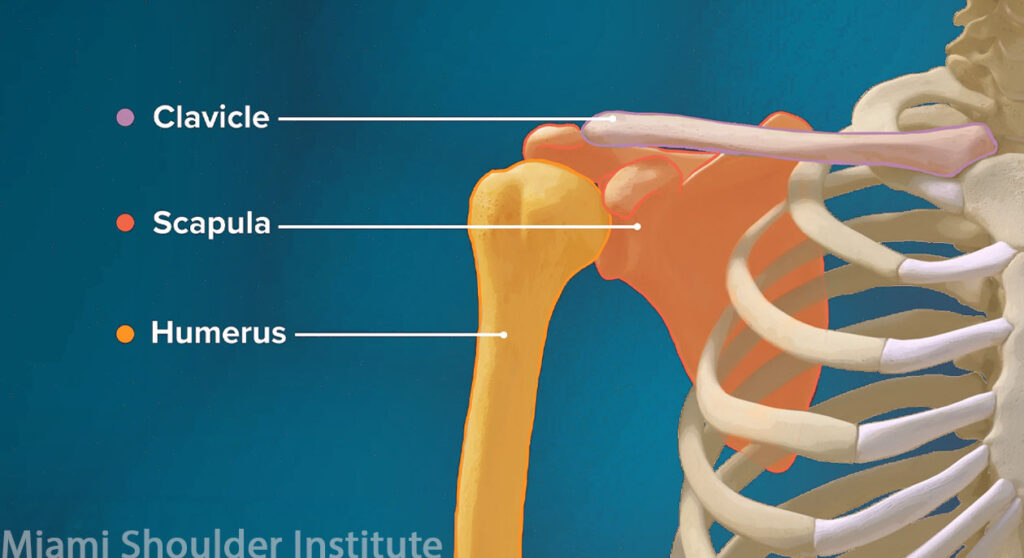 Education - Miami Shoulder Institute