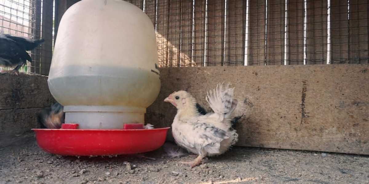 Maximizing Poultry and Pigeon Productivity with Supplements